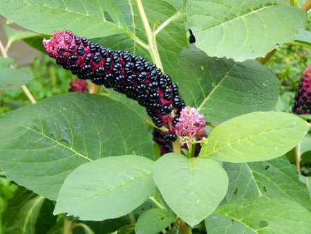 Autumnal late flowers close-upの写真素材