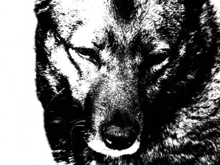 Illustration of a silhouette of a dog painted with charcoal and chalkの写真素材