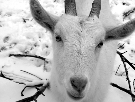 White goat on the farm closeupの写真素材