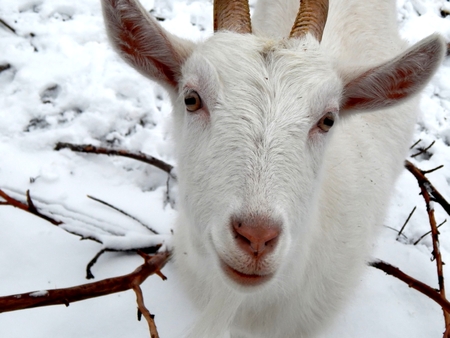 White goat on the farm closeupの写真素材