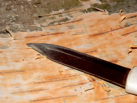 Treatment of birch bark from dirt close upの写真素材