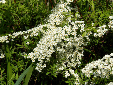 Spring flowers on the branches of a tree