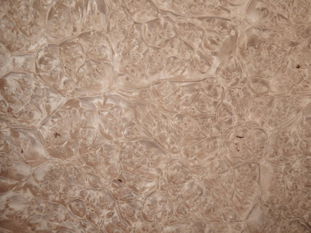 Natural wood veneer from myrtle myrtle. Texture of decorating furniture