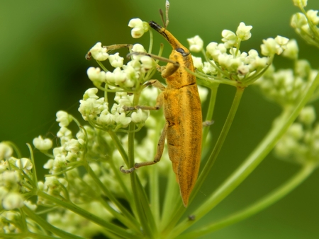 Wild insect pest weevil closeupの写真素材