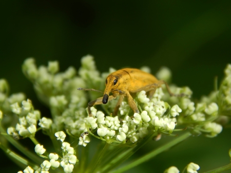 Wild insect pest weevil closeupの写真素材