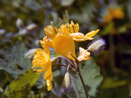 Yellow flowers of medicinal plants are celandine