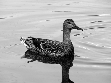 Wild ducks on the lake close upの写真素材