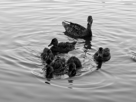 Wild ducks on the lake close upの写真素材