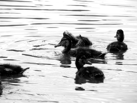 Wild ducks on the lake close upの写真素材