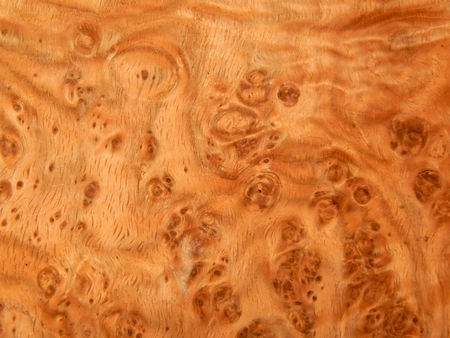 The texture of natural wood is the root of oak. Wood veneer for furniture producの写真素材