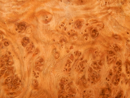 The texture of natural wood is the root of oak. Wood veneer for furniture producの写真素材