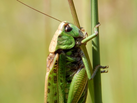 Green locust closeupの写真素材