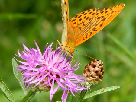 Butterfly on a meadow flower close-upの写真素材