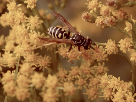 Wild wasp in nature on meadow flowers close-up