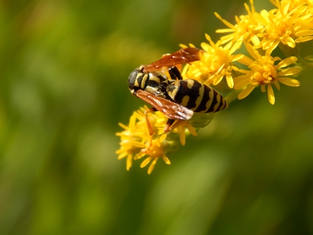 Wild wasp in nature on meadow flowers close-upの写真素材