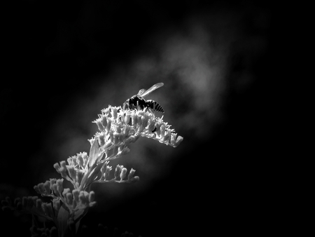 Wild wasp in nature on meadow flowers close-upの写真素材
