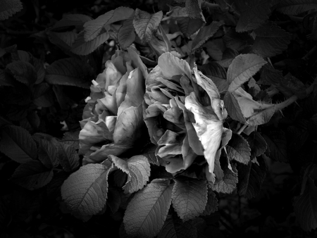 Flowers on a black and white photoの写真素材