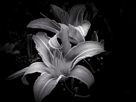 Flowers on a black and white photoの写真素材