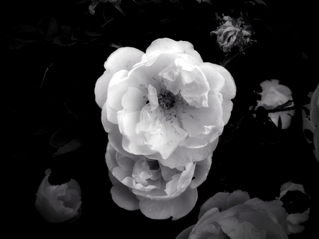 Flowers on a black and white photoの写真素材