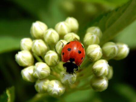 ladybug in the wild close upの写真素材