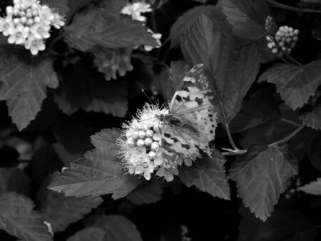 Wild butterfly in the wild close upの写真素材