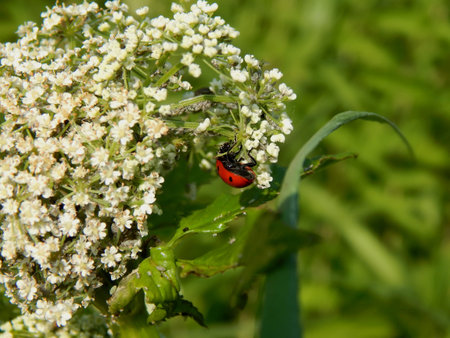 ladybug in the wild close up