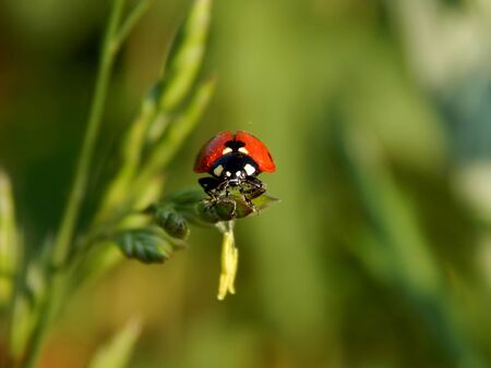ladybug in the wild close upの写真素材