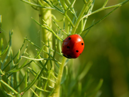 ladybug in the wild close up