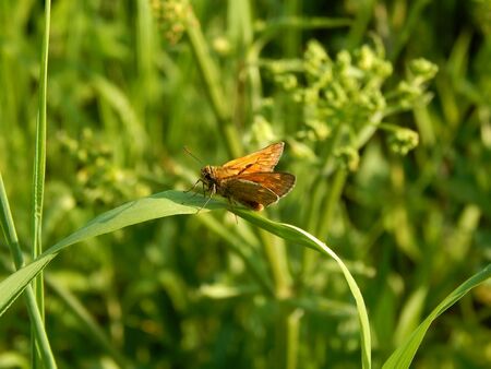 Wild butterfly in the wild close upの写真素材