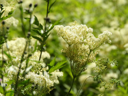 Beautiful summer garden flowers close upの写真素材