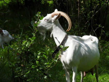 Domestic goats eat in the meadow in clear weatherの写真素材
