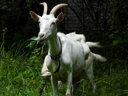 Domestic goats eat in the meadow in clear weather