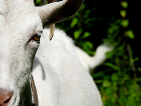Domestic goats eat in the meadow in clear weather