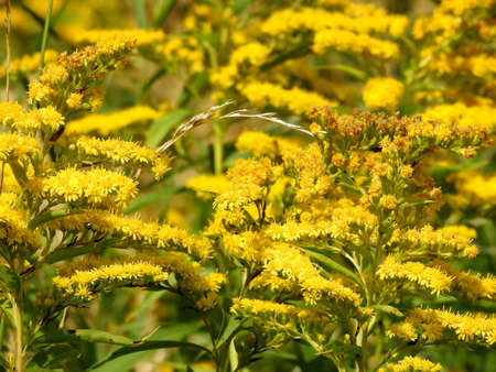 Beautiful landscape of autumn leaves in nature close upの写真素材