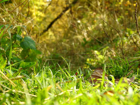 Beautiful landscape of autumn leaves in nature close upの写真素材