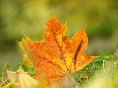 Beautiful landscape of autumn leaves in nature close upの写真素材