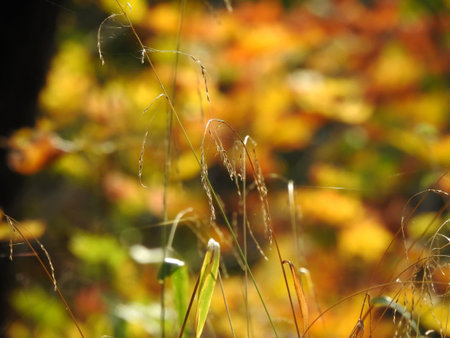 Beautiful landscape of autumn leaves in nature close up