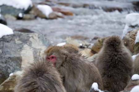 Snow Monkey Looking Backの写真素材