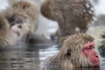Snow Monkey Relaxing in Thermal Bathの写真素材