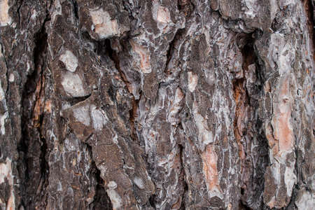 Brown pine bark, nature background.の写真素材