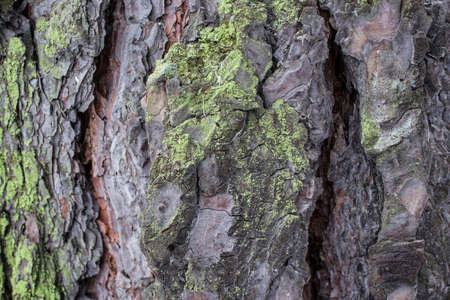 Brown pine bark, nature background.の写真素材