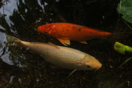 Fish carp in the pool, Japan.の写真素材