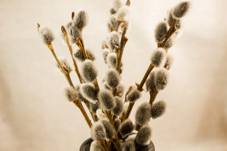 Spring pussy willow branches with fluffy buds.
