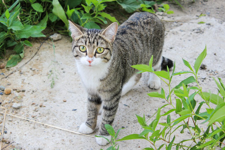 Grey little cat in grass looking at the camera.