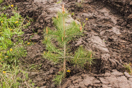 Newly planted one year old pine tree seedling growing in forest floor.の写真素材