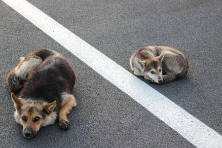 Two sad dogs on the pavement separated by a white stripeの写真素材