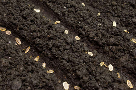 seeds planted in the ground in the garden.seed of wheat on brown soil in perfect light, with low sharp fieldの写真素材