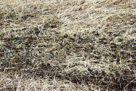 dry grass on the groundの写真素材