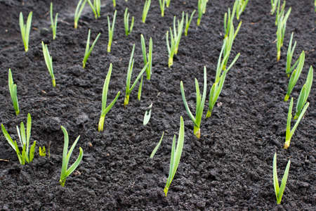 Young green leaves of garlic growing in the ground. Farm vegetableの写真素材