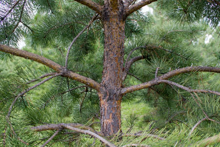 Green Spruce Tree Branches close upの写真素材